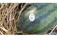 Tem nhãn - Giải pháp nhãn mác cho nông sản sạch